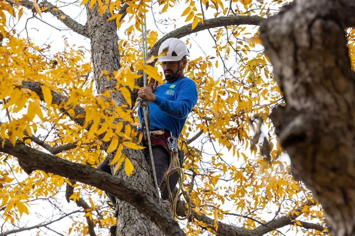 Skilled Tree Planing crew working in Medical Lake