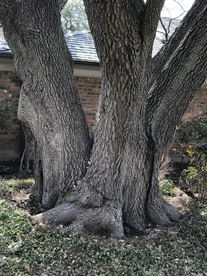 Mature heritage tree close to a Medical Lake property cared for by certified arborists